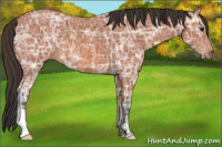 Horse Color:Bay Ice 