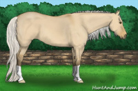 Horse Color:Silver Buckskin Dun