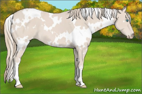 Horse Color: White Spotted Smoky Creme 