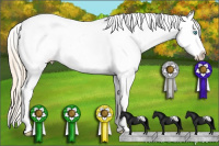 Horse Color:White Spotted Perlino Appaloosa 