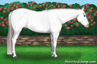 Horse Color:Black Tobiano Appaloosa 