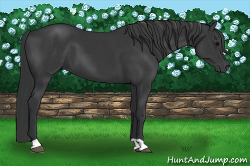 Horse Color: Black 