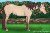 Horse Color:Amber Champagne Dun 