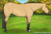 Horse Color:Buckskin 