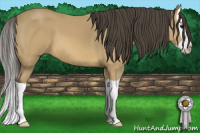 Horse Color:Buckskin Splash