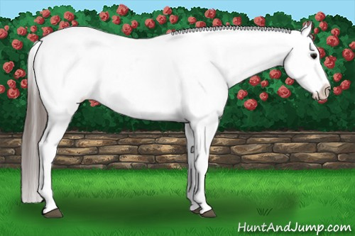 Horse Color: Brown Splash Varnish 