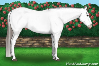 Horse Color:Brown Splash Appaloosa 