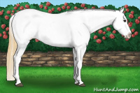 Horse Color:Buckskin Roan Snowcap 