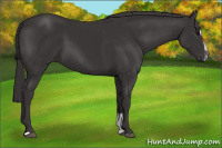 Horse Color:Buckskin Sabino 