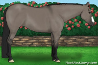 Horse Color:Gray Grullo 