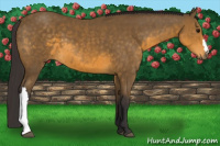 Horse Color:Buckskin 