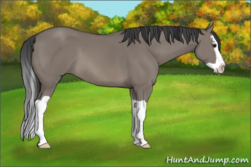 Horse Color:Unknown 