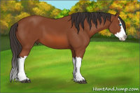 Horse Color:Bay Splash 
