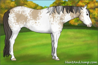 Horse Color:White Spotted Buckskin Sabino 