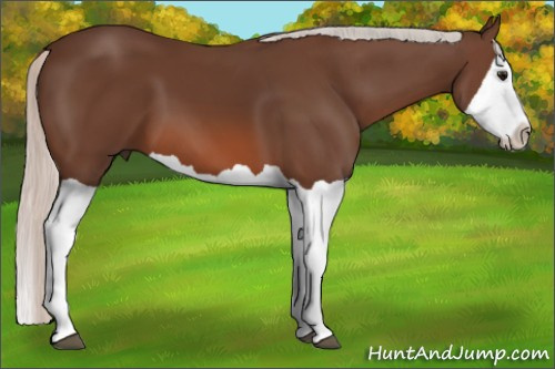 Horse Color: Silver Brown Splash 