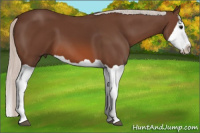 Horse Color:Silver Brown Splash 