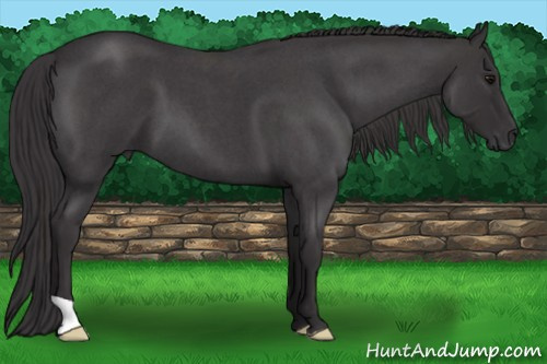 Horse Color: Smoky Blue Roan 