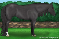 Horse Color:Smoky Blue Roan 