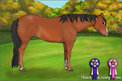 Horse Color: Bay Sabino 