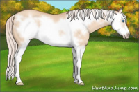 Horse Color:Silver Classic Champagne Dun Splash Frame Rabicano 