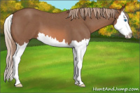 Horse Color:Red Roan Splash