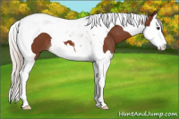 Horse Color:Silver Bay Splash Tobiano 