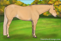 Horse Color:Chocolate Palomino Dun Sabino
