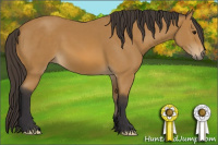 Horse Color:Buckskin 