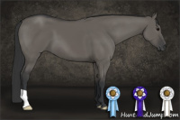 Horse Color:Brown Dun 