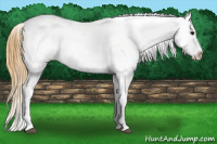 Horse Color:White Spotted Buckskin Tobiano Near Leopard 