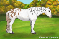 Horse Color:Red Roan Appaloosa 