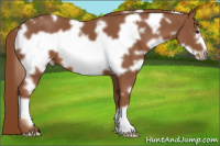 Horse Color:White Spotted Chestnut Frame