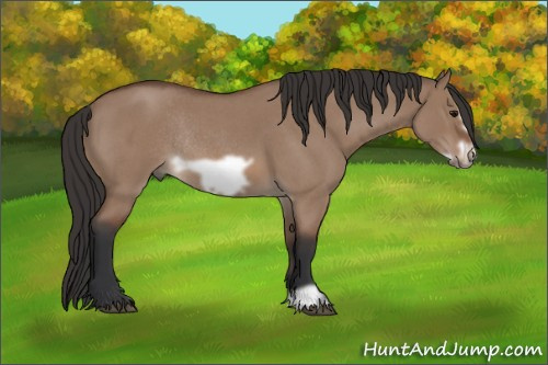 Horse Color: Bay Roan Dun Frame Rabicano 