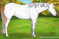 Horse Color:White Spotted Gold Champagne 