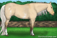 Horse Color:White Spotted Silver Buckskin Dun 
