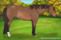Horse Color:Bay Rabicano 