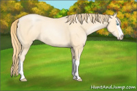 Horse Color:Buckskin Pearl Splash Rabicano 