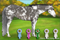 Horse Color:Black Sabino 