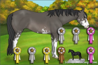 Horse Color:Black Sabino 