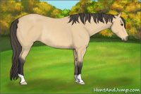 Horse Color:Buckskin Rabicano