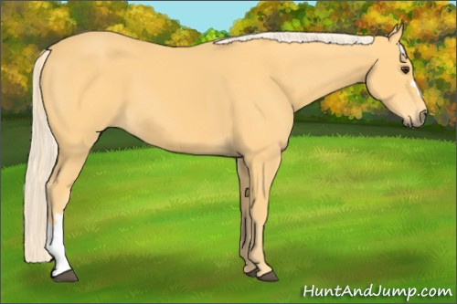 Horse Color: Palomino 