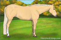 Horse Color:Palomino