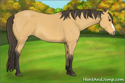 Horse Color: Buckskin 