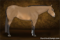 Horse Color:Buckskin Sabino