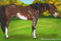 Horse Color:White Spotted Bay Frame