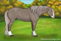 Horse Color:Silver Grullo Splash
