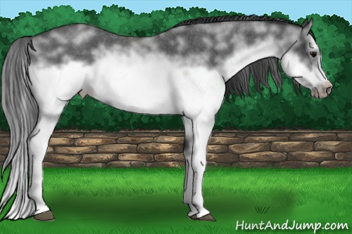 Horse Color: White Spotted Blue Roan Splash Frame Blanket 