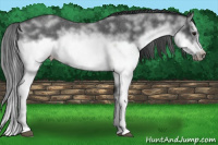 Horse Color:White Spotted Blue Roan Splash Frame Appaloosa