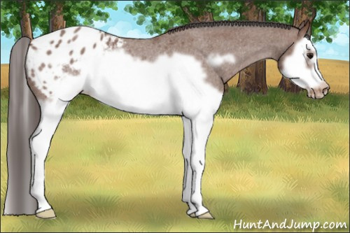 Horse Color: Bay Roan Splash Frame Blanket Rabicano 