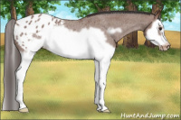 Horse Color:Bay Roan Splash Frame Appaloosa Rabicano 